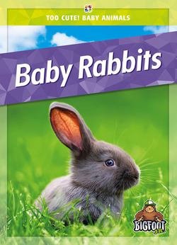 Baby Rabbits|Colleen Sexton