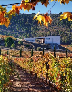 The World Winery Collection|Luca Molinari