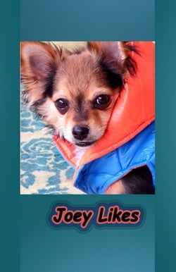 Joey Likes|Katherine M. Lord