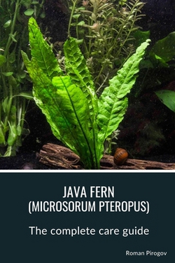 Java fern (microsorum pteropus)|Roman Pirogov
